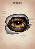 Auge VENTRAL