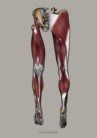 Muskulatur des Beines VENTRAL / DORSAL KRANIAL