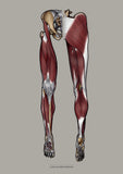 Muskulatur des Beines VENTRAL / DORSAL KRANIAL