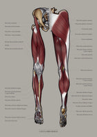 Muskulatur des Beines VENTRAL / DORSAL KRANIAL