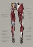 Muskulatur des Beines VENTRAL / DORSAL KRANIAL