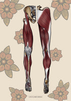 Muskulatur des Beines VENTRAL / DORSAL KRANIAL