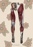 Muskulatur des Beines VENTRAL / DORSAL KRANIAL