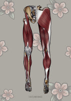 Muskulatur des Beines VENTRAL / DORSAL KRANIAL