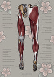 Muskulatur des Beines VENTRAL / DORSAL KRANIAL
