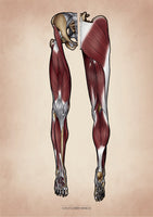 Muskulatur des Beines VENTRAL / DORSAL KRANIAL