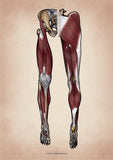 Muskulatur des Beines VENTRAL / DORSAL KRANIAL