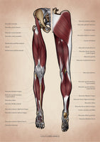 Muskulatur des Beines VENTRAL / DORSAL KRANIAL