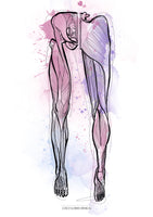Muskulatur des Beines VENTRAL / DORSAL KRANIAL