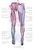 Muskulatur des Beines VENTRAL / DORSAL KRANIAL