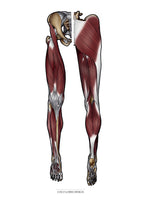 Muskulatur des Beines VENTRAL / DORSAL KRANIAL