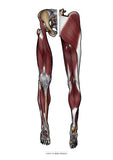 Muskulatur des Beines VENTRAL / DORSAL KRANIAL