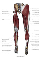 Muskulatur des Beines VENTRAL / DORSAL KRANIAL
