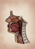 Mundhöhle MEDIALSAGITTAL