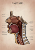 Mundhöhle MEDIALSAGITTAL