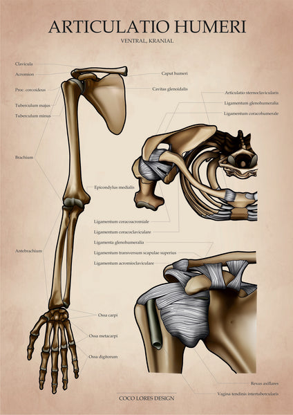 Die Schulter VENTRAL / KRANIAL